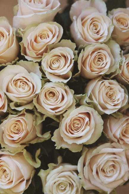 A close-up of a bouquet of pale pink and cream roses with tightly packed, velvety petals, arranged in a dense, rounded cluster. The roses are fresh with soft, delicate petals that have a gentle sheen,