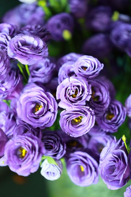 A close-up image of a bouquet featuring vibrant purple freesia flowers with delicate, ruffled petals and small, bright yellow stamens at their centers. The flowers are arranged tightly together, some 
