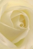 Step into the exquisite heart of a cream-white rose, where petals unfold in a gentle spiral as delicate as the first light over Clapham Common. The composition invites you to imagine sinking into its softness, layers of velvet that seem almost weightless, kissed by morning dew. Subtle shadows curl along the folds, enhancing the depth and grace of this stunning local bloom. A sense of serene calm pervades, much like the peaceful corners of Clapham in early dawn-a fitting mood for offering comfort, sympathy, or appreciation. Behind the bloom lies the artistry of a Clapham florist, whose skilled hands have arranged each petal in perfect poise, ready to help mark the heartfelt milestones of life. The rose's understated, sweet fragrance lingers as an invisible promise, soothing the senses and enriching any occasion-be it a gesture of admiration, remembrance, or the hopeful beginning of something new. Every detail tells the story of thoughtful craftsmanship and genuine care, imbued with the quiet spirit of Clapham's community.